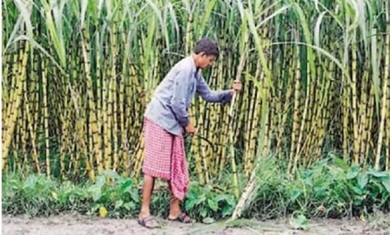 हर-गन्ना-किसान-तक-पहुंचेगा-सामाजिक-सुरक्षा-का-कवच,-गन्ना-समितियों-से-जुड़ेंगी-जनकल्याणकारी-योजनाएं