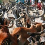 जब्त-मवेशियों-की-कस्टडी-पर-बड़ा-फैसला-आएगा,-हाईकोर्ट-तय-करेगी-कोर्ट-के-अधिकार