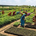 योगी-सरकार-13-प्रमुख-नदियों-के-तट-क्षेत्र-पर-रोपेगी-3.83-करोड़-से-अधिक-पौधे