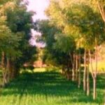 छत्तीसगढ़-में-उद्योगों-के-लिए-नया-नियम,-एक-हेक्टेयर-भूमि-पर-लगाने-होंगे-2,500-पौधे